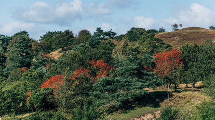 landscape with mountains and trees