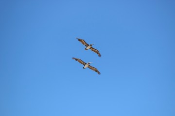 Birds flying near Golden Gate Bridge, San Francisco