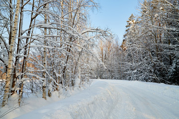White road in a winter forest with snow covered trees in a sunny day