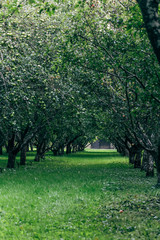 apple trees in the park
