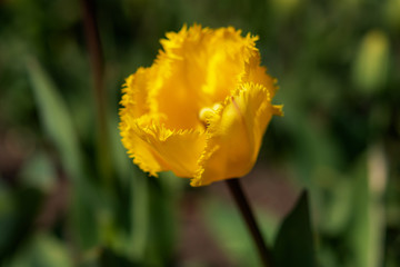 Close-up of beautiful blooming yellow tulip in green garden or backyard in blurry sunny morning for romantic or mystical effect
