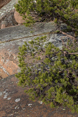 pine trees on rocks in Sunny weather