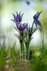 Spring flowers. The bush of the first spring flowers in the forest. Flowers dream grass. Primroses.