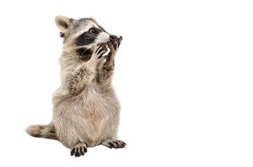 Funny surprised raccoon isolated on a white background