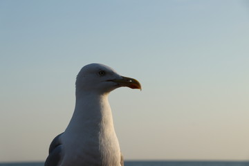 seagull on beach