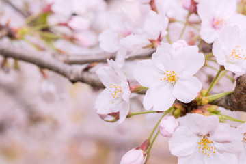 Obraz premium Beautiful pink cherry blossom in full bloom. japanese sakura.