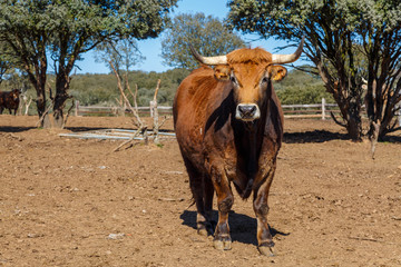 Buey, toro castrado en explotación para carne. Jiménez de Jamuz, León, España.