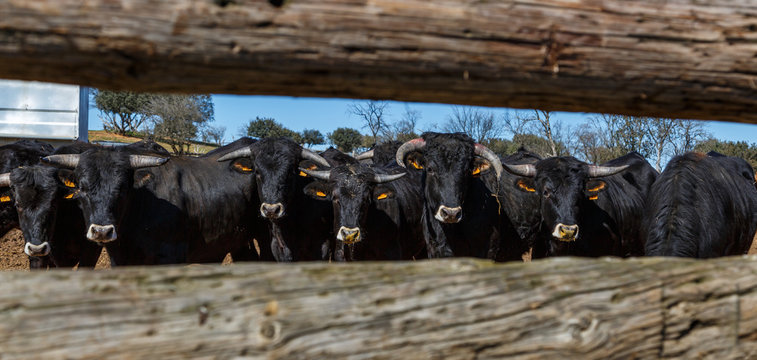 Bueyes mirando a trav&eacute;s del vallado de madera. Jim&eacute;nez de Jamuz, Le&oacute;n, Espa&ntilde;a.