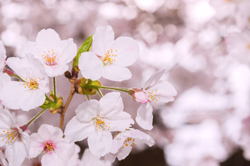 Beautiful pink cherry blossom in full bloom. japanese sakura.