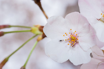 Beautiful pink cherry blossom in full bloom. japanese sakura.