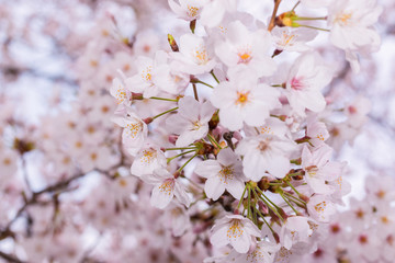 Beautiful pink cherry blossom in full bloom. japanese sakura.