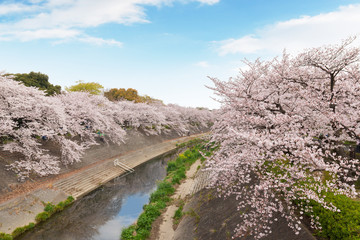 Fototapeta na wymiar Beautiful pink cherry blossom in full bloom. japanese sakura