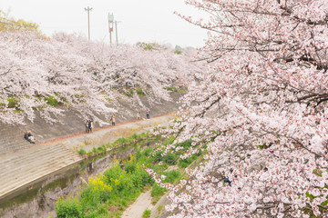 Beautiful pink cherry blossom in full bloom. japanese sakura