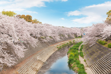 Beautiful pink cherry blossom in full bloom. japanese sakura
