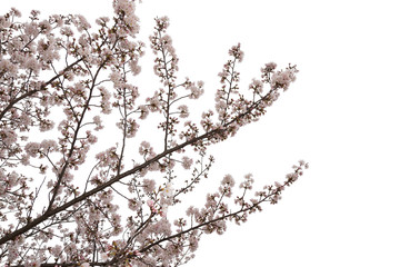 Beautiful pink cherry blossom isolated on white background