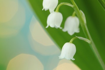 Lily of the valley may flower on a blurry background with shining bokeh.Spring flowers. copy space. Spring floral  background.Flower card 