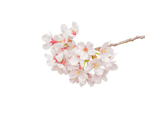 Beautiful pink cherry blossom isolated on white background