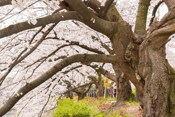 Beautiful pink cherry blossom in full bloom. japanese sakura