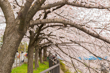 Fototapeta premium Beautiful pink cherry blossom in full bloom. japanese sakura