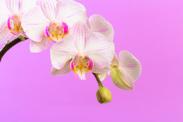 Fototapeta na wymiar white orchid close up view on pastel pink background. - Image