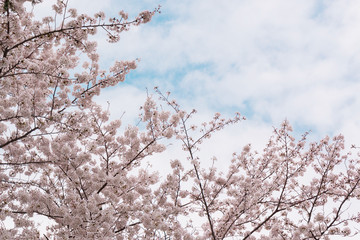 Beautiful pink cherry blossom in full bloom. japanese sakura.