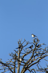 family of magpie birds sitting on top of a tree