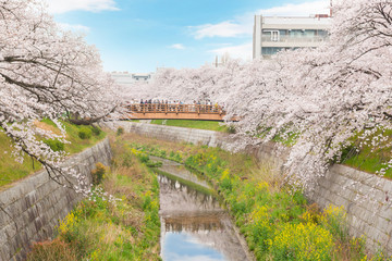 Beautiful pink cherry blossom in full bloom. japanese sakura