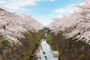 Fototapeta na wymiar Beautiful pink cherry blossom in full bloom. japanese sakura