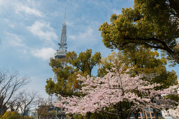 Nagoya tv tower in night with beautiful cherry blossom.