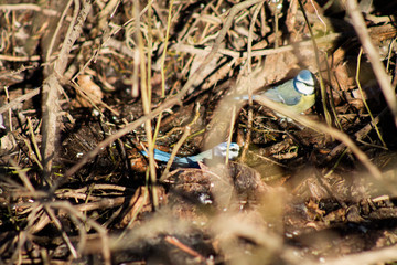 two yellow titmouse sit among the branches