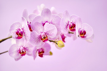 Beautiful orchid flowers on a pink background. Floral background