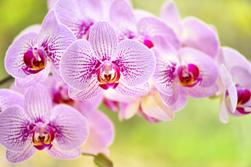 Beautiful pink orchid flowers on a natural background. Floral background