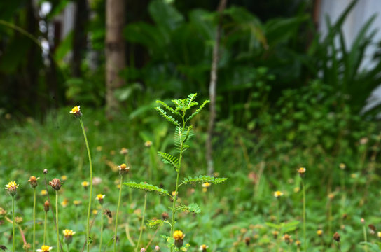 wild flowers