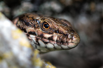 gros plan sur un lezard des murailles