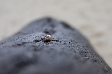Seashell over a died trunk in Maafushi, Maldives.