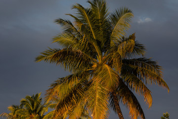 Palm trees with coconuts in Maafushi island, Maldives.
