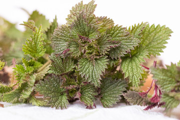 Young shoots spring nettle tips Freshly foraged organic healthy green nettle leaves from the garden, nettle tea soup for skin and hair. In herbal medicine treat arthritis Blood Sugar control Diabetes