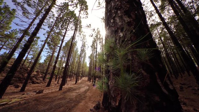 Heavy storm in a forest. Pine trees in the wind. Tenerife, Spain (Canary Islands)