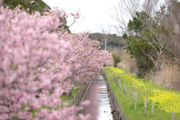 Fototapeta premium 桜並木