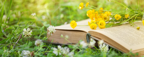 Open book, yellow flowers fanned pages on grass. Summer spring background with open book. Back to school. Copy Space, banner - obrazy, fototapety, plakaty
