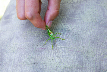 Grasshopper in hands. Summer insect outdoors.