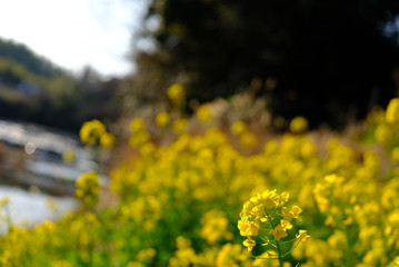 菜の花 畑 春  Rapeseed 黄色 花見 千葉県 房総 川 かわいい 鮮やか