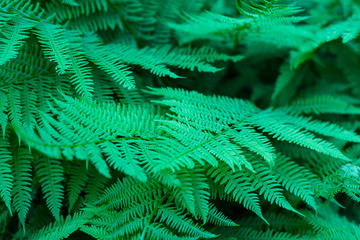 The ferns in the forest.