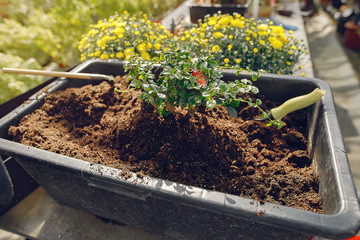 Women in a greenhouse. Lady working with a flowerpoots. Girl in a black apron.