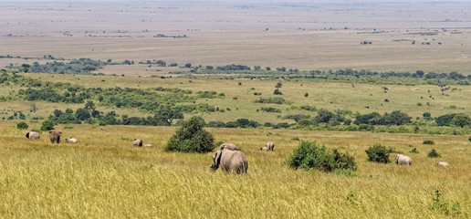 Fototapeta na wymiar Elefanten in der Masai Mara