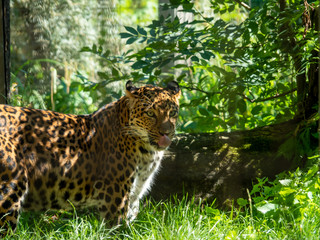 The leopard is one of the five extant species in the genus Panthera, a member of the Felidae.