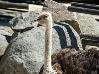 The common ostrich, or simply ostrich, is a species of large flightless bird native to certain large areas of Africa.