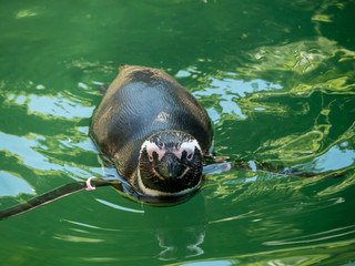 The Humboldt penguin is a South American penguin living mainly in the Pinguino de Humbold National Reserve in the North of Chile, although its habitat comprises most of coastal Chile and Peru.