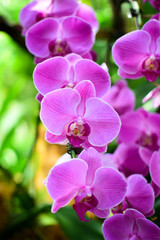 Fototapeta na wymiar Orchid in the National Orchid Garden of Singapore