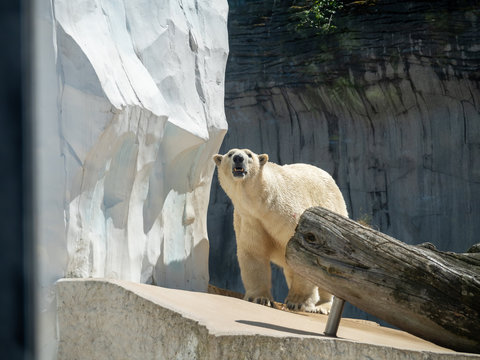 The polar bear is a hypercarnivorous bear whose native range lies largely within the Arctic Circle, encompassing the Arctic Ocean, its surrounding seas and surrounding land masses.